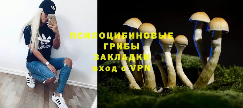 наркота  Богучар  Псилоцибиновые грибы MAGIC MUSHROOMS 